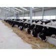 Beef and chicken farm