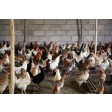 Beef and chicken farm
