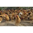 Beef and chicken farm